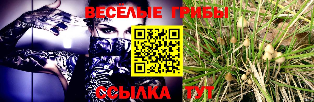 Псилоцибиновые грибы Cubensis Дивногорск